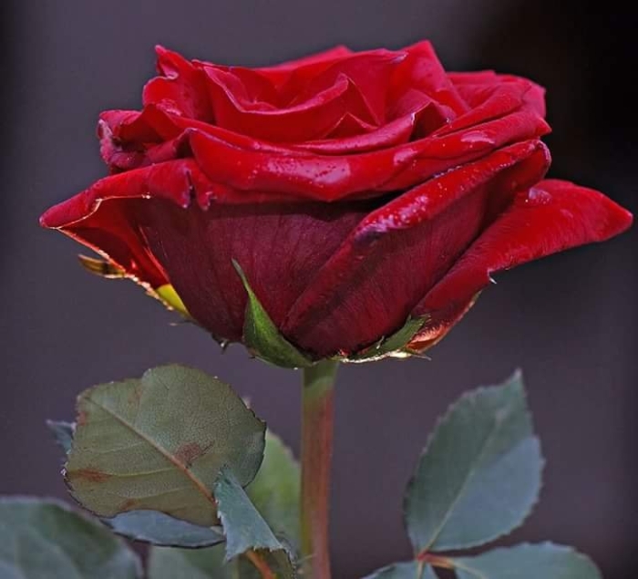 Роза королевская