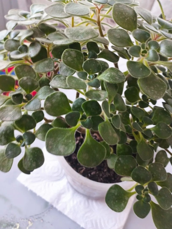 Аихризон дерево любви