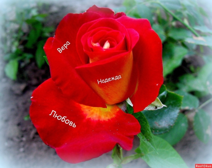 Цветок надежды