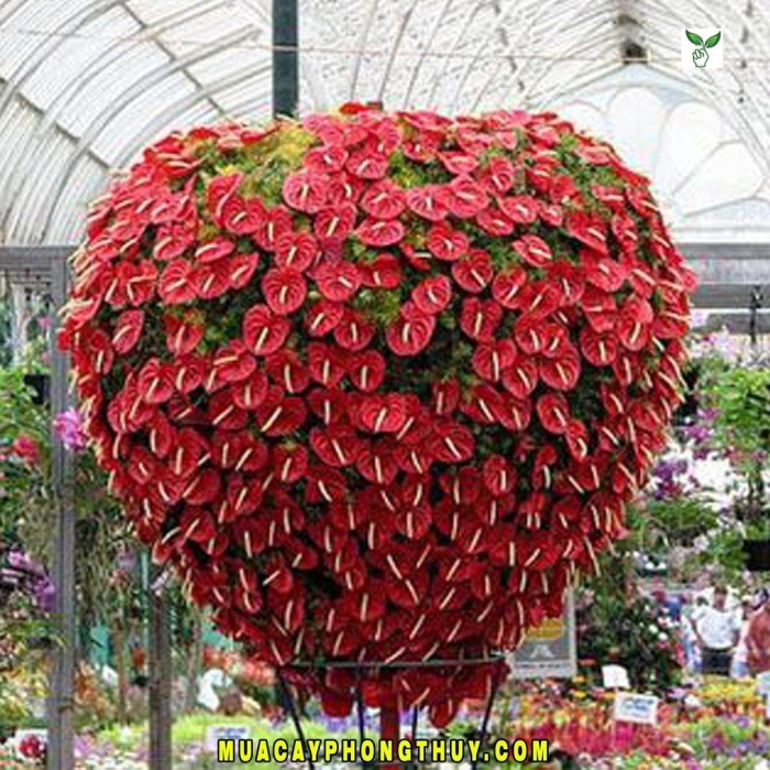 Атриум цветок мужское счастье