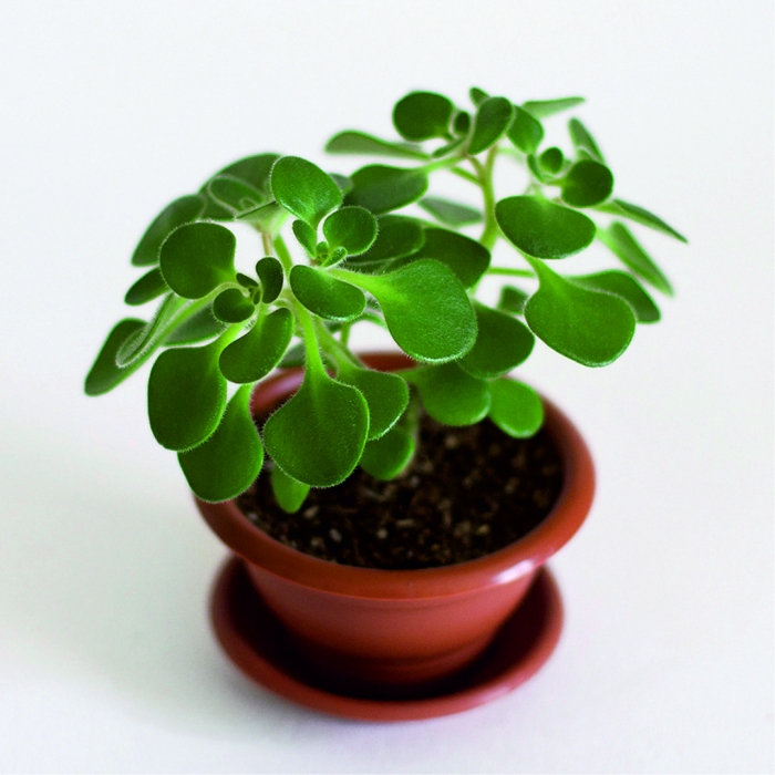 Аихризон растение