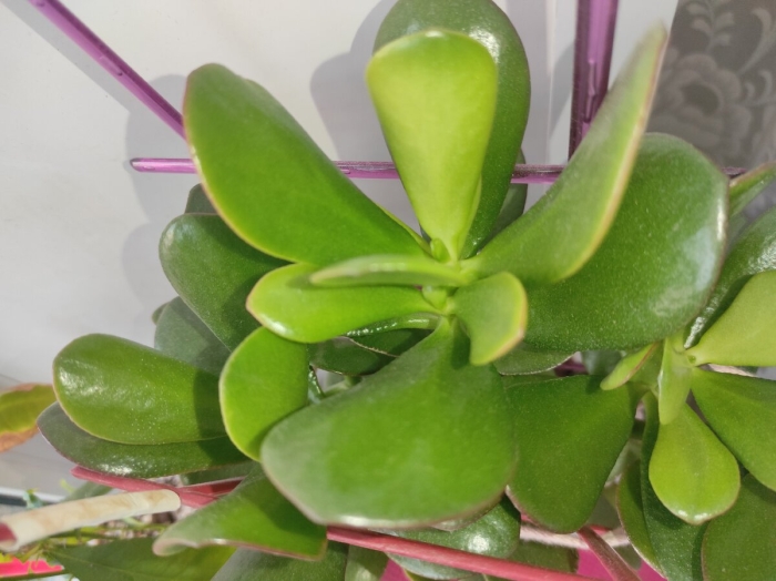 Денежное дерево толстянка