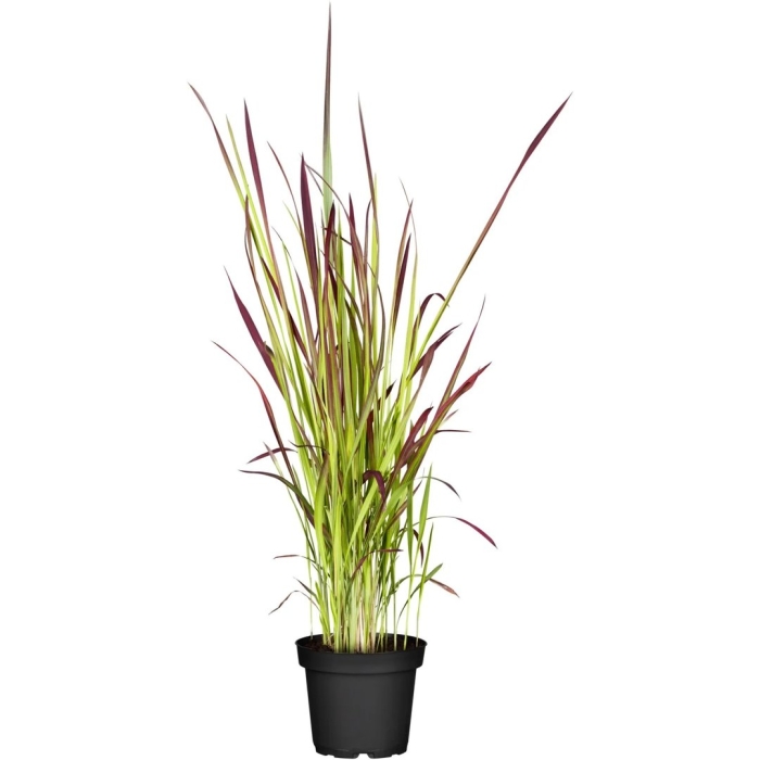 Императа растение