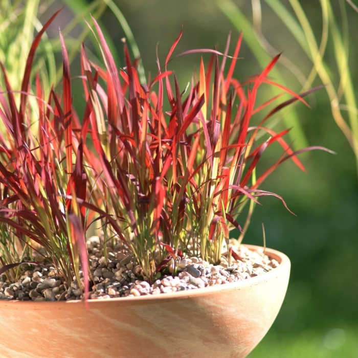 Императа red baron