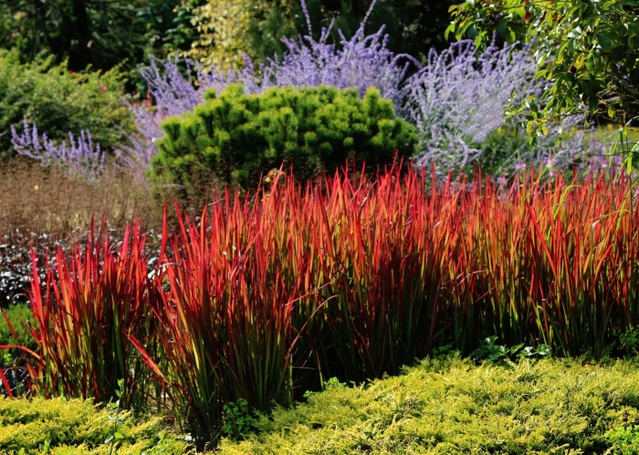 Императа цилиндрическая ред барон