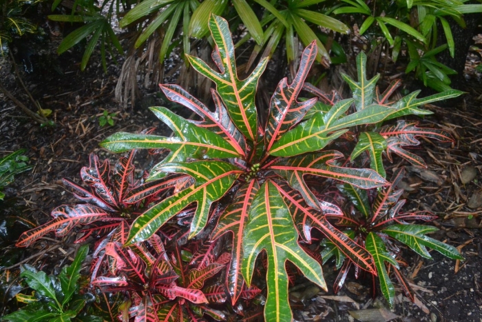 Кодиеум кротон пальма