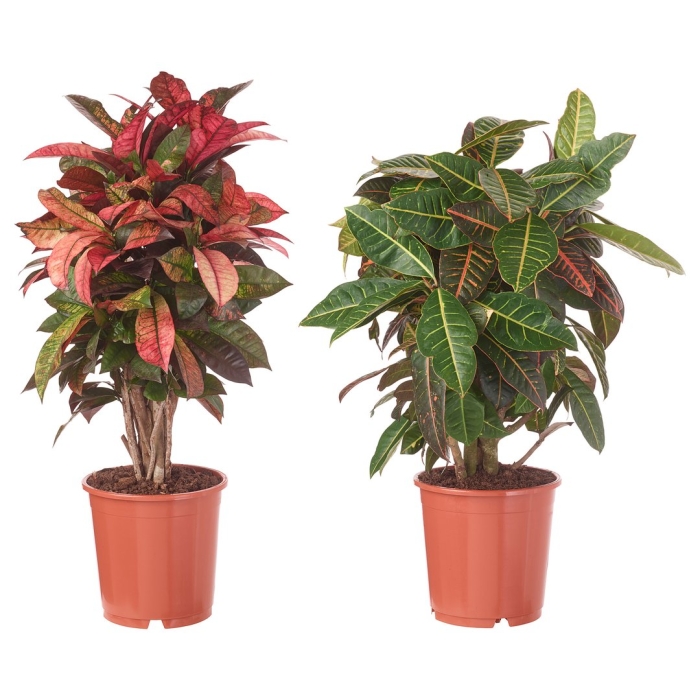 Кодиеум кратон