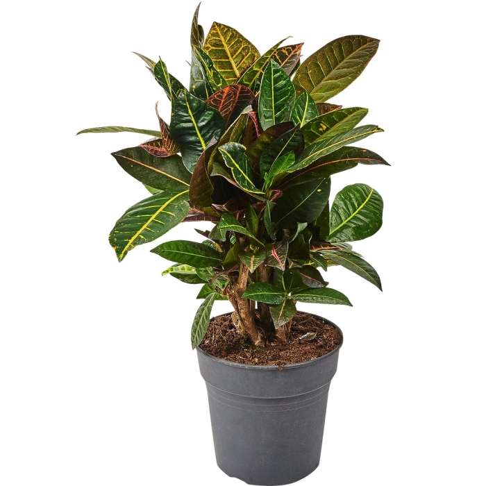 Кротон петра