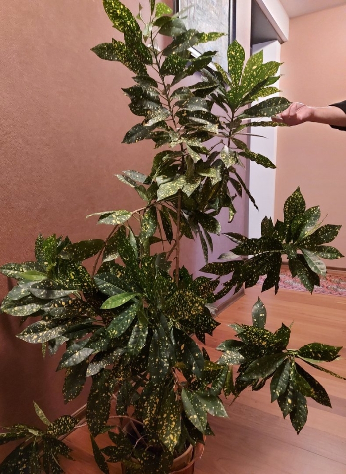 Кротон мужегон