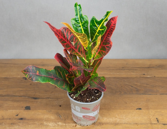 Кротон батик