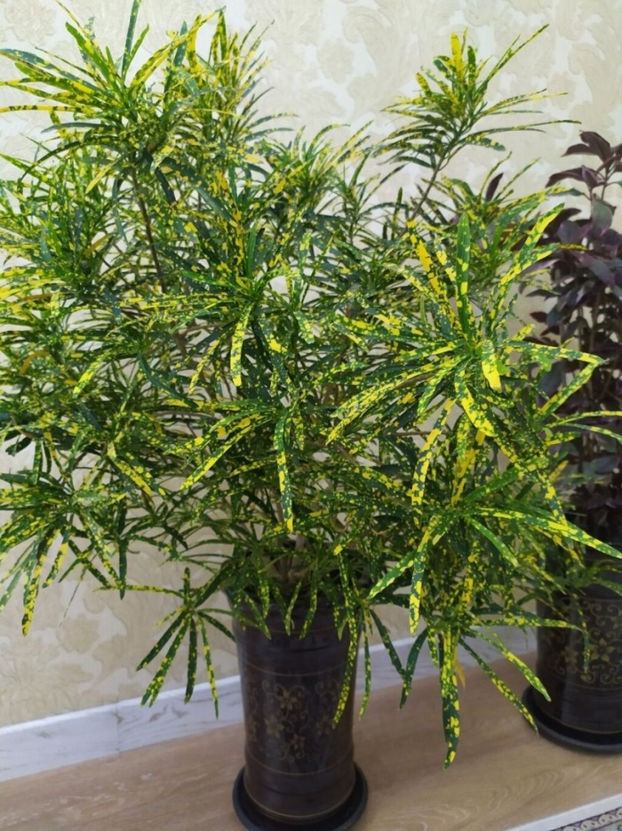 Кротон брызги шампанского цветок комнатный