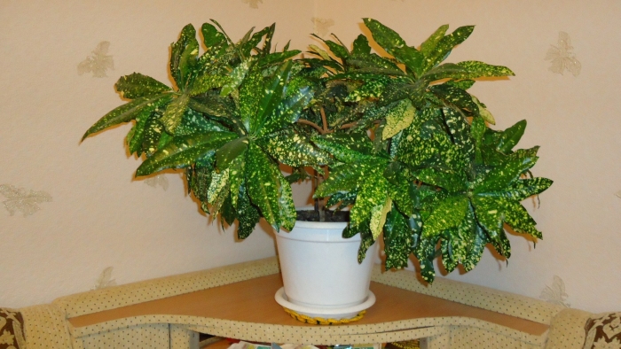 Кодиеум кратон пятнистый