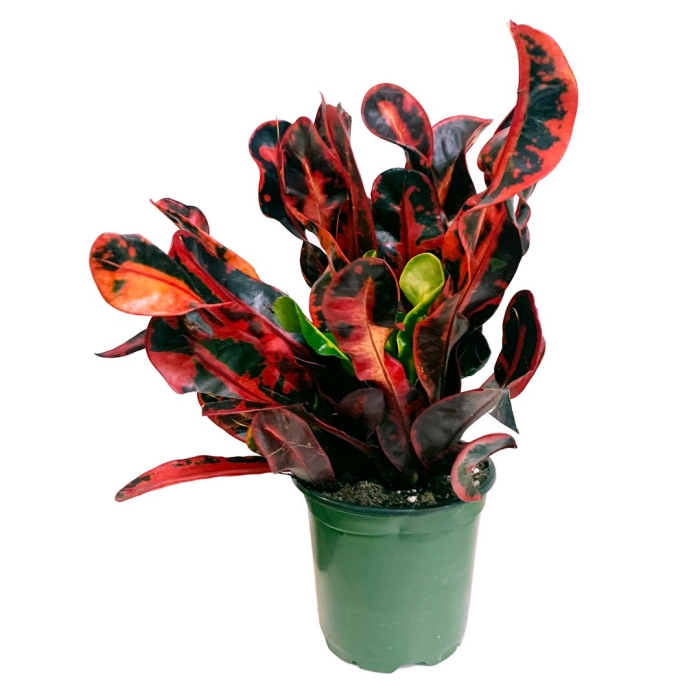 Кодиеум мамми копстек