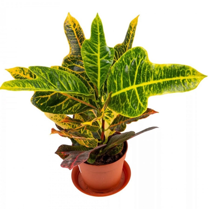 Кротон кодиеум экселент