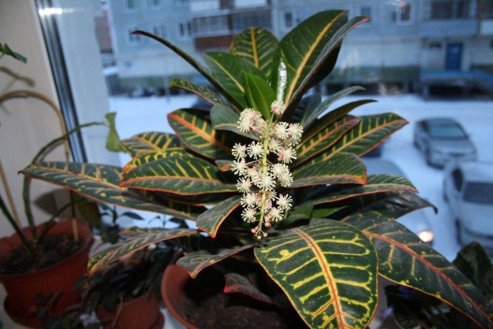 Цветок кодиеум кротон