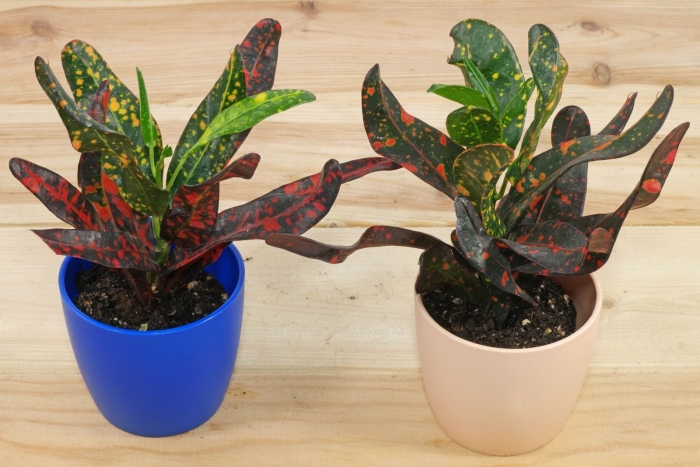 Кодиеум кротон