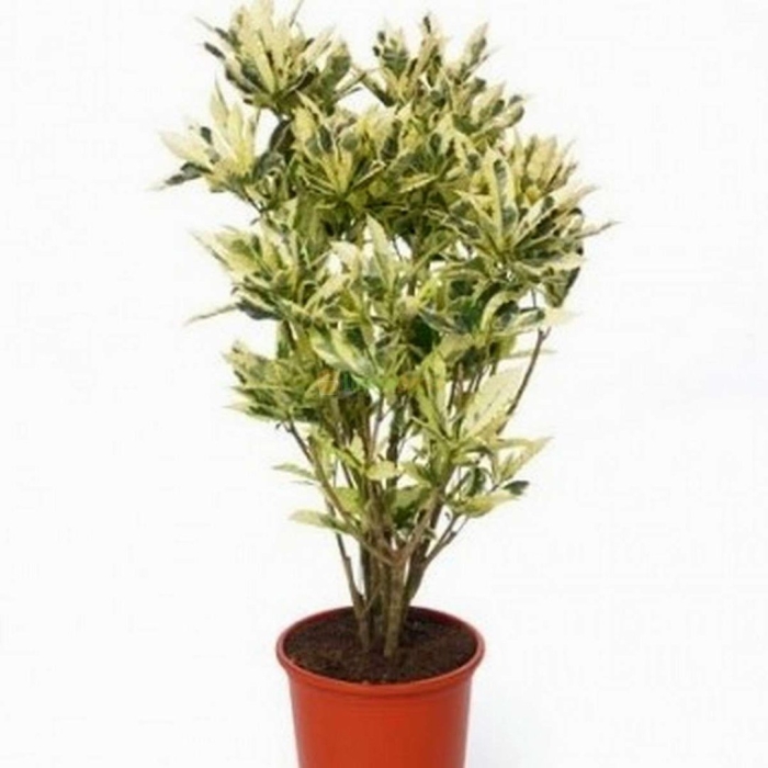 Кодиеум тамара бранч