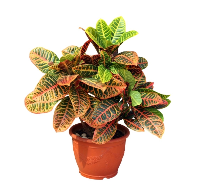 Цветок кротон