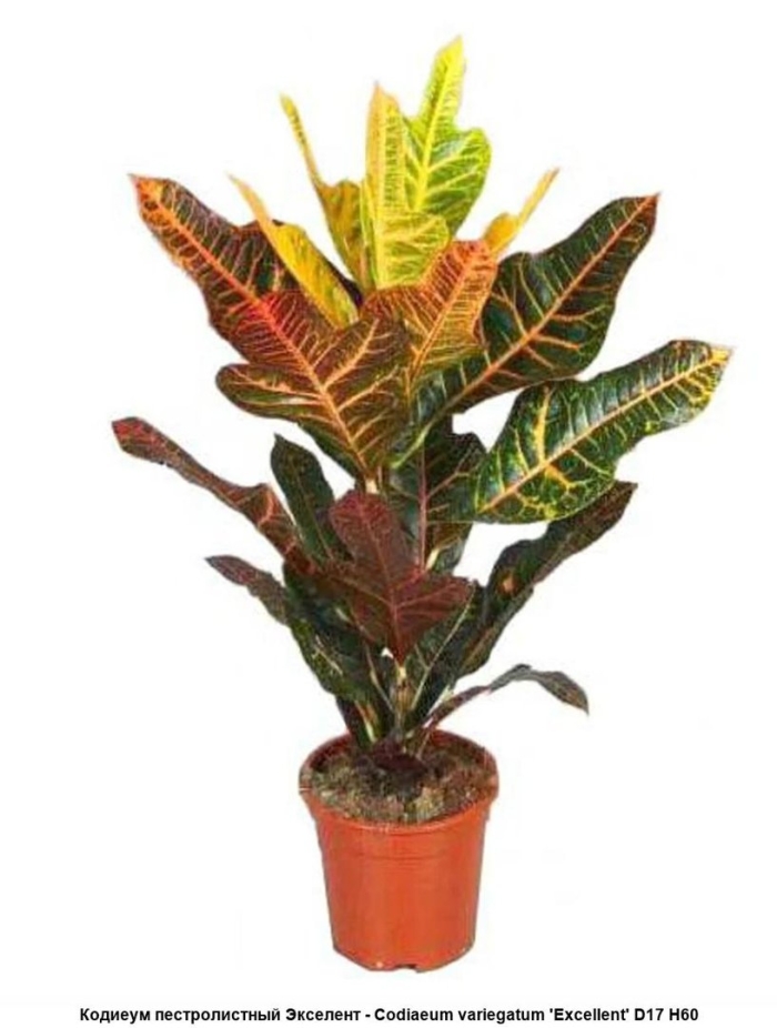 Кротон экселент