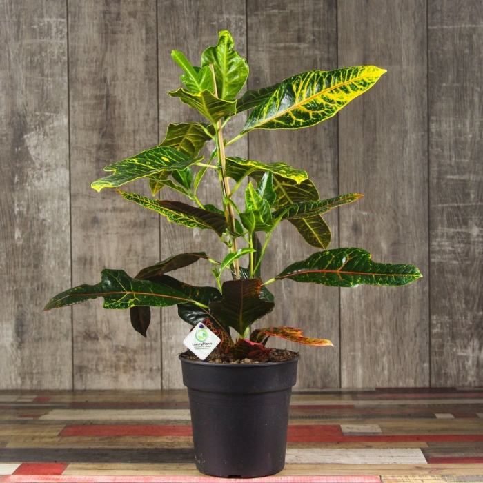 Кротон твист пойнт