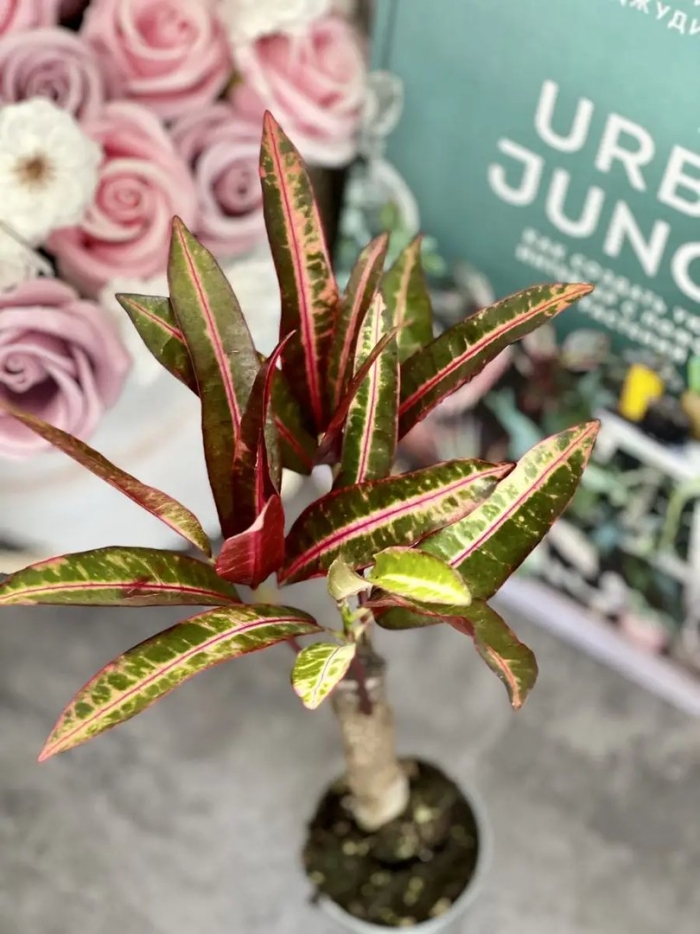 Кротон экскуренс