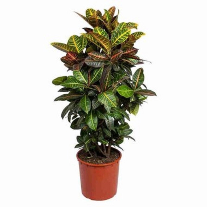 Кодиеум петра d30