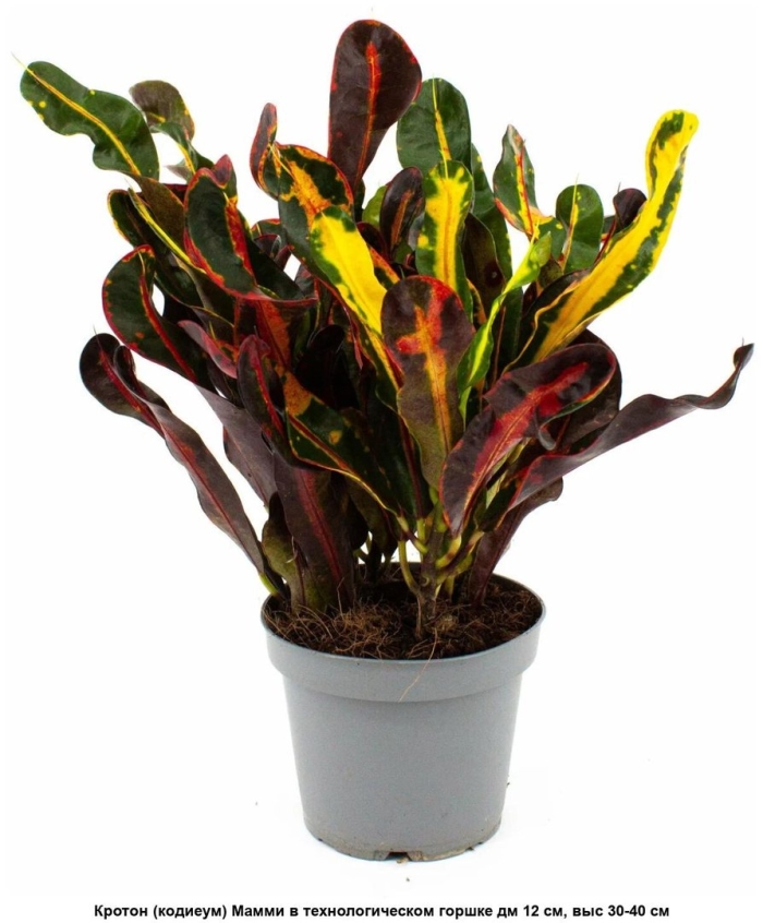 Кодиеум кротон мамми