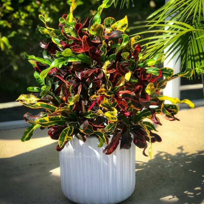 Кодиеум цветок