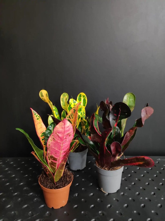 Кодиум микс цветок