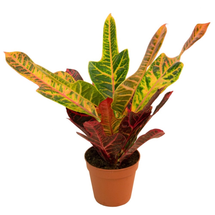 Черенкуем кротон кодиеум