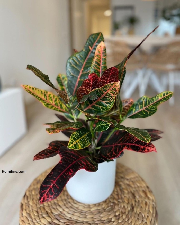 Кротон голден кинг