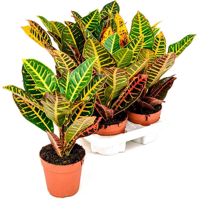 Кротон кодиеум петра