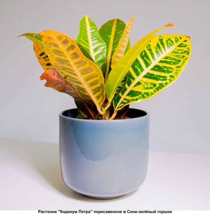 Кодиеум экселент цветок