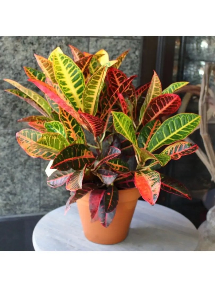 Цветок кодиеум кротон