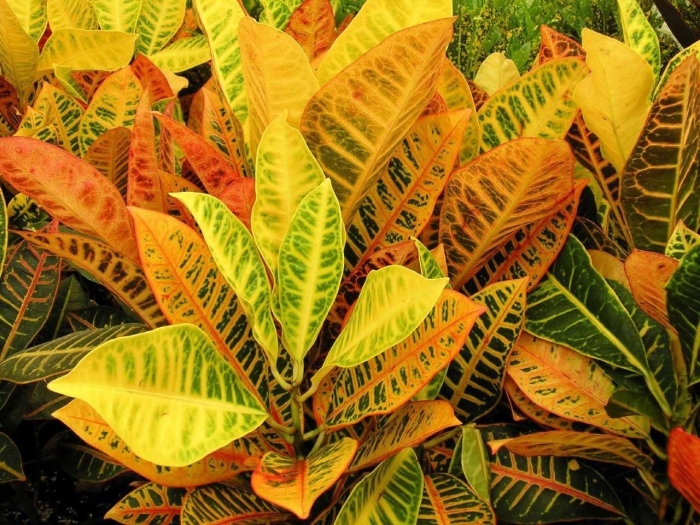 Каладиум кротон