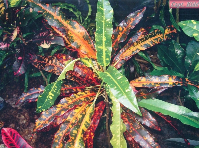 Кротон pie crust