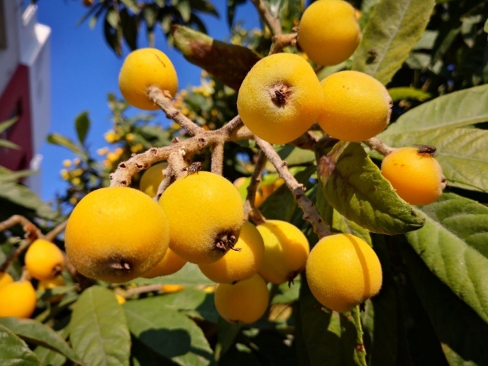 Мушмула эриоботрия