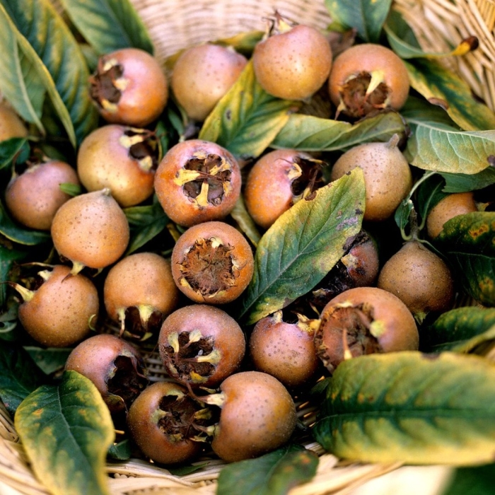 Растение мушмула