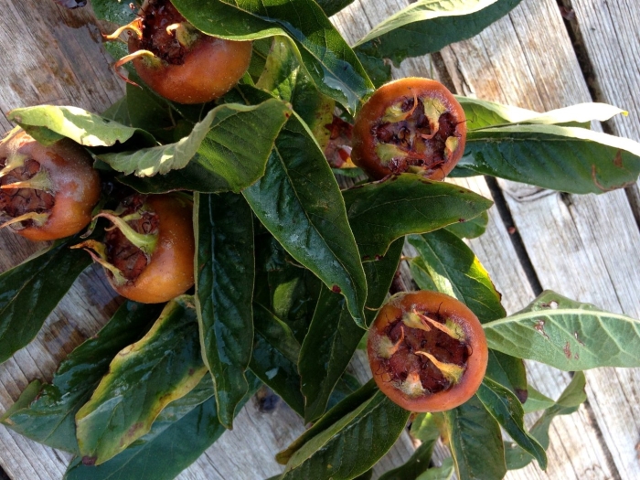 Мушмула в домашних условиях