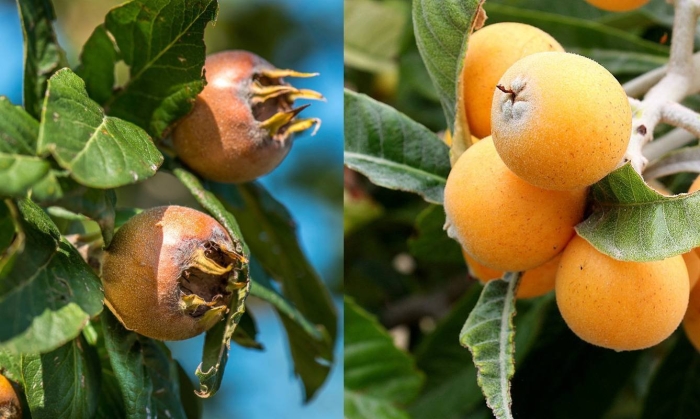 Mespilus germanica мушмула германская