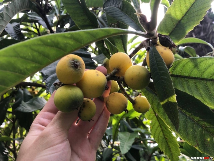 Мушмула германская