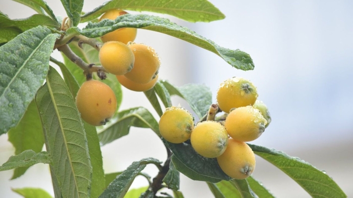 Мушмула германская кавказская