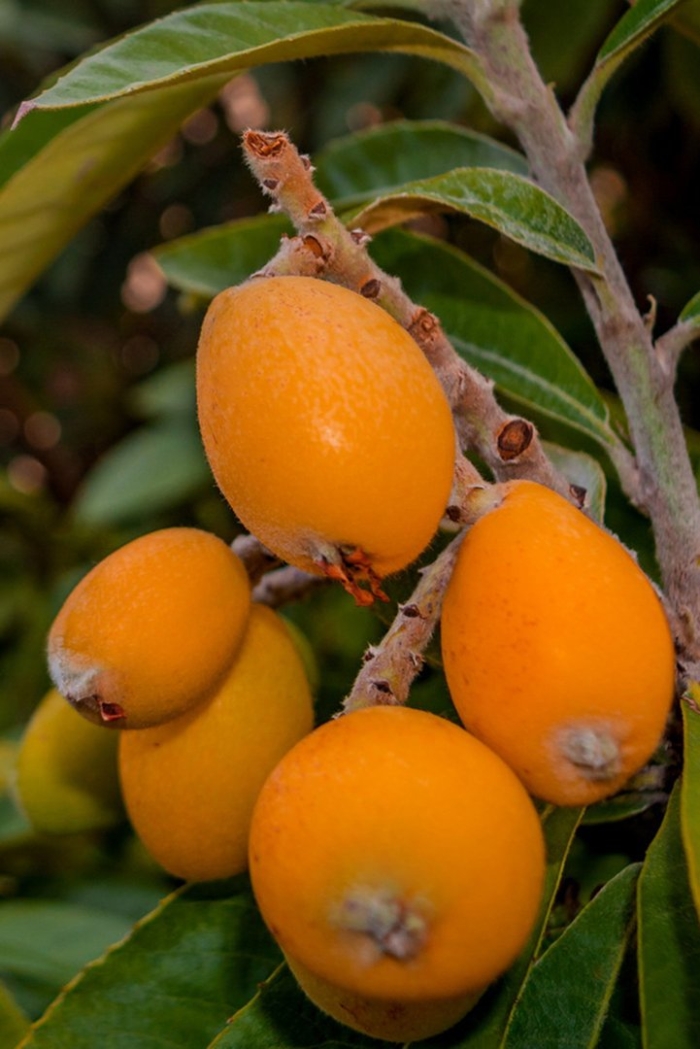 Мушмула зизифус