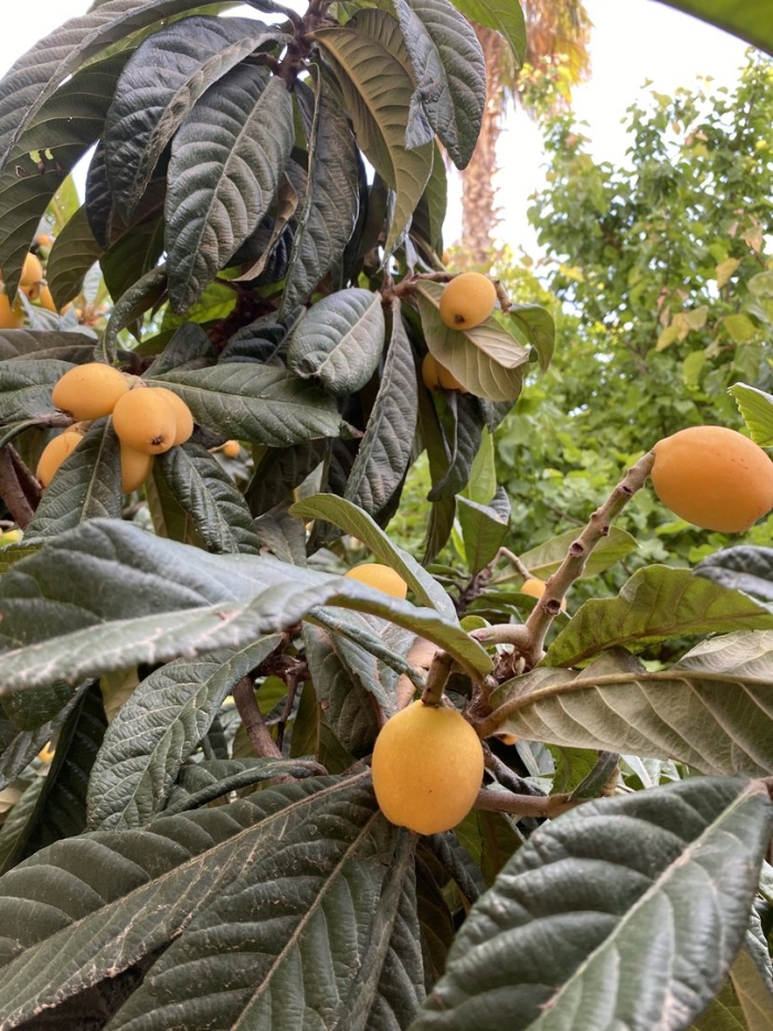 Эриоботрия японская (мушмула японская) (eriobotrya japonica)