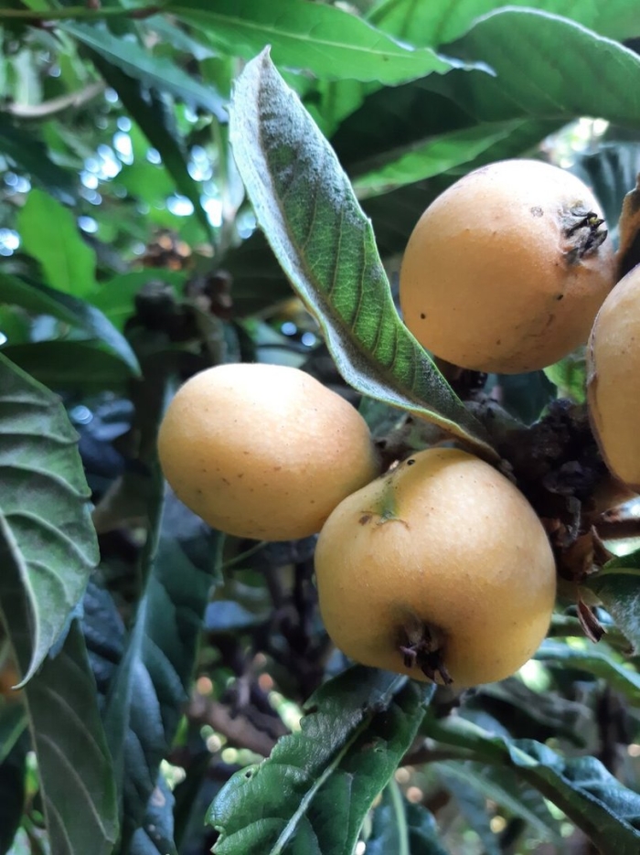 Мушмула крымская