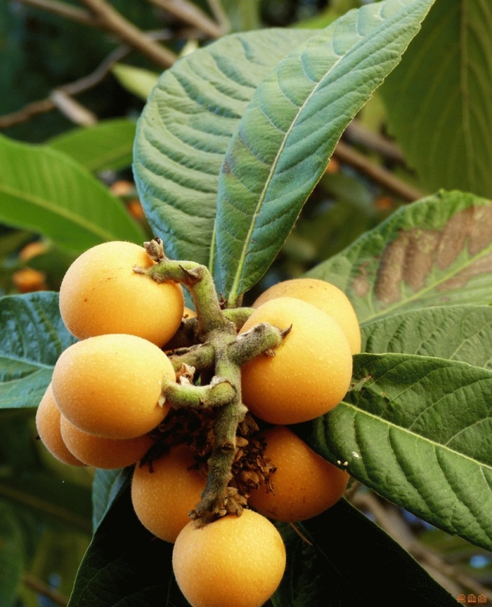 Шесек мушмула