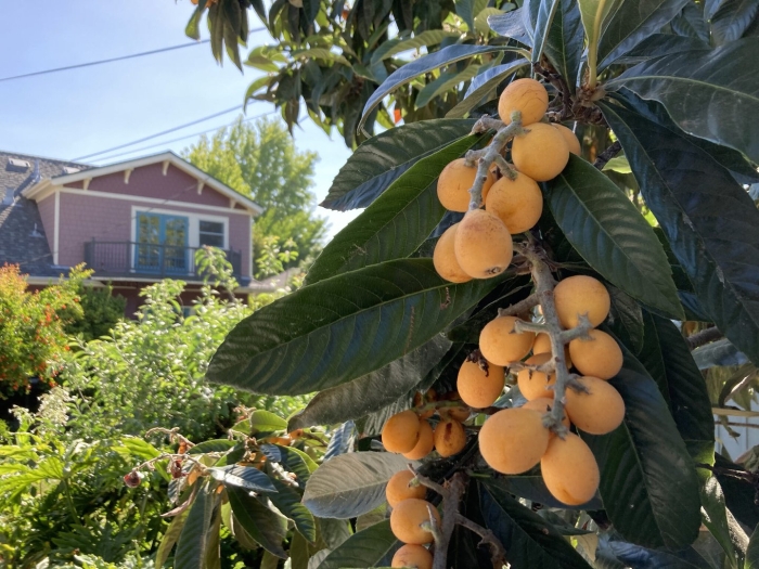 Мушмула германская дерево