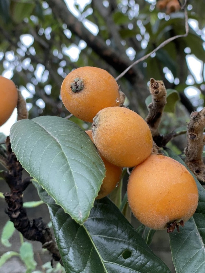 Азгил мушмула