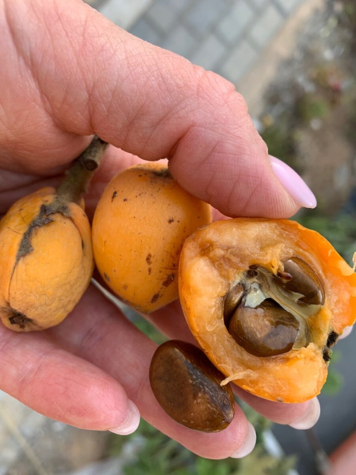 Мушмула германская кавказская