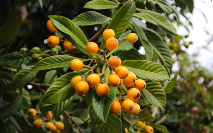 Германская мушмула